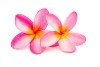 Plumeria Flowers for Hawaiian Soaps - Maui Soap Company